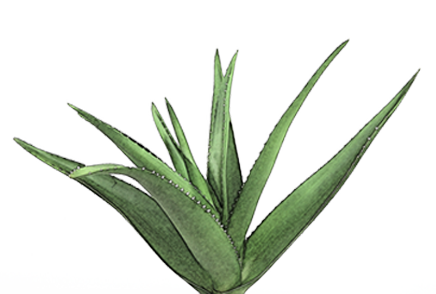 Aloe Aloe