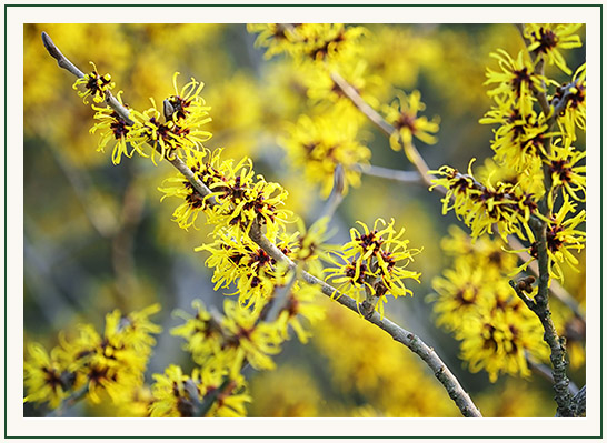 blooming Witch Hazel 