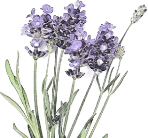 Certified organic lavender