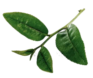 Certified organic tea tree